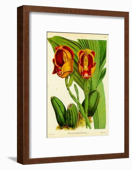 Orquideas II-J^ Nugent-Framed Art Print