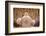 Orthodox Coptic celebration, Chatenay-Malabry, Hauts-de-Seine, France-Godong-Framed Photographic Print