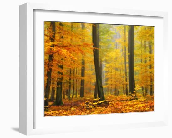 Orton Forest-Philippe Sainte-Laudy-Framed Photographic Print