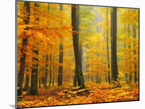 Orton Forest-Philippe Sainte-Laudy-Mounted Photographic Print