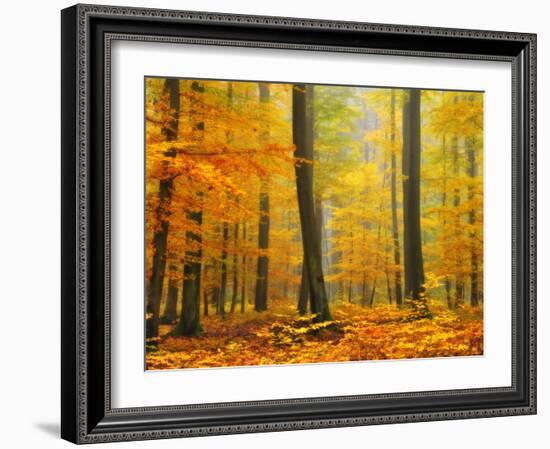 Orton Forest-Philippe Sainte-Laudy-Framed Photographic Print
