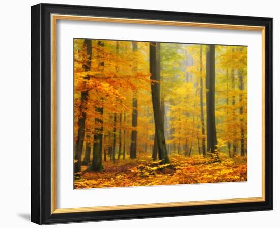 Orton Forest-Philippe Sainte-Laudy-Framed Photographic Print