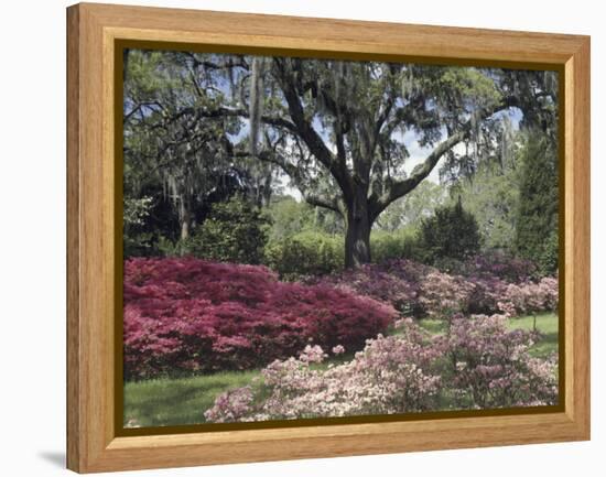 Orton Plantation Gardens, North Carolina, USA-null-Framed Premier Image Canvas