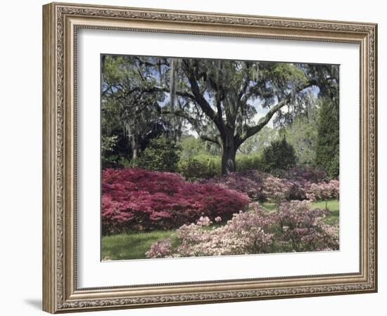 Orton Plantation Gardens, North Carolina, USA-null-Framed Photographic Print