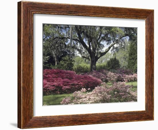 Orton Plantation Gardens, North Carolina, USA-null-Framed Photographic Print