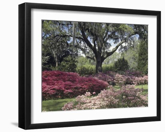 Orton Plantation Gardens, North Carolina, USA-null-Framed Photographic Print