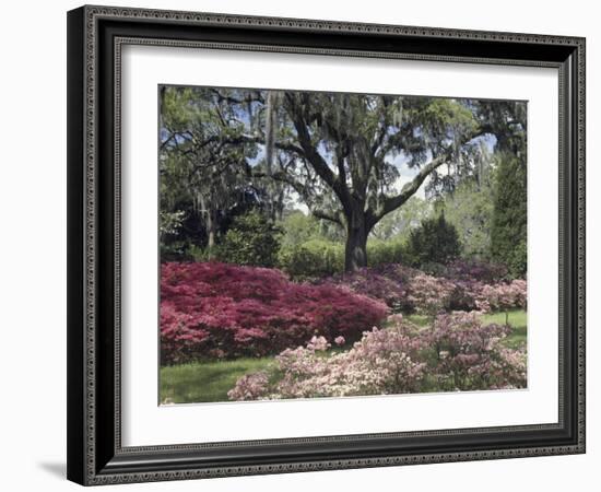 Orton Plantation Gardens, North Carolina, USA-null-Framed Photographic Print