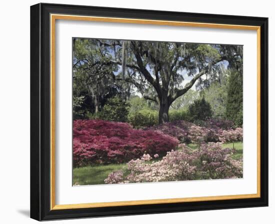 Orton Plantation Gardens, North Carolina, USA-null-Framed Photographic Print