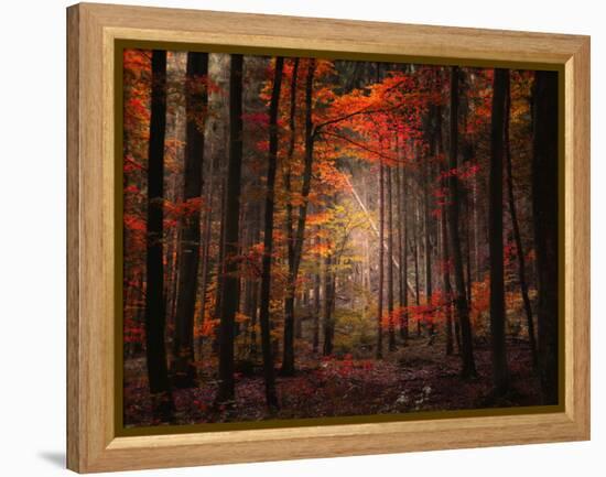 Orton Wood-Philippe Sainte-Laudy-Framed Premier Image Canvas