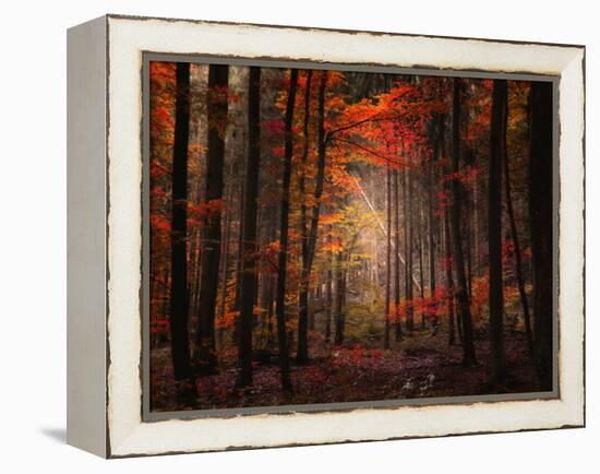 Orton Wood-Philippe Sainte-Laudy-Framed Premier Image Canvas