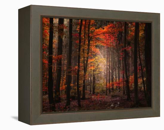 Orton Wood-Philippe Sainte-Laudy-Framed Premier Image Canvas