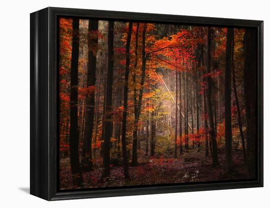 Orton Wood-Philippe Sainte-Laudy-Framed Premier Image Canvas