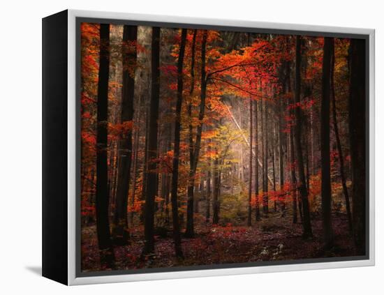 Orton Wood-Philippe Sainte-Laudy-Framed Premier Image Canvas