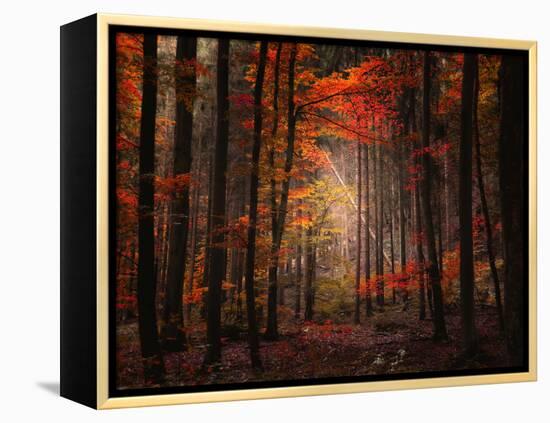 Orton Wood-Philippe Sainte-Laudy-Framed Premier Image Canvas