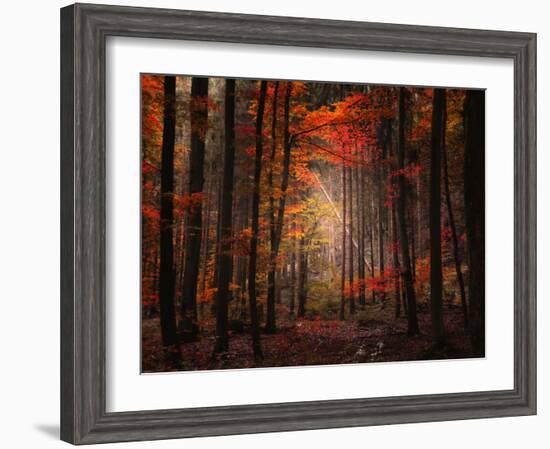 Orton Wood-Philippe Sainte-Laudy-Framed Photographic Print