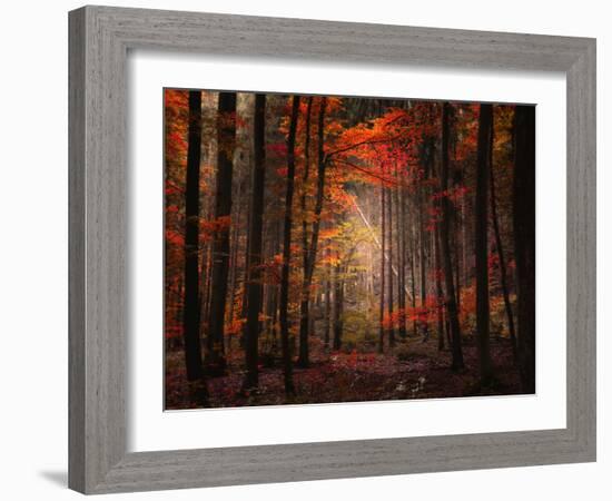 Orton Wood-Philippe Sainte-Laudy-Framed Photographic Print