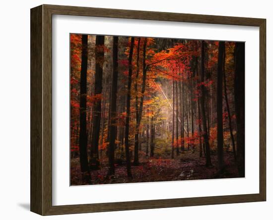 Orton Wood-Philippe Sainte-Laudy-Framed Photographic Print