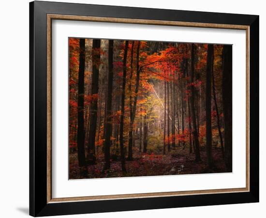 Orton Wood-Philippe Sainte-Laudy-Framed Photographic Print