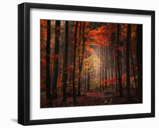 Orton Wood-Philippe Sainte-Laudy-Framed Photographic Print