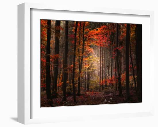 Orton Wood-Philippe Sainte-Laudy-Framed Photographic Print