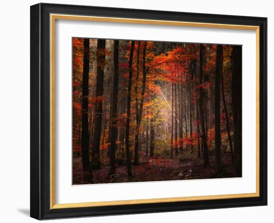 Orton Wood-Philippe Sainte-Laudy-Framed Photographic Print