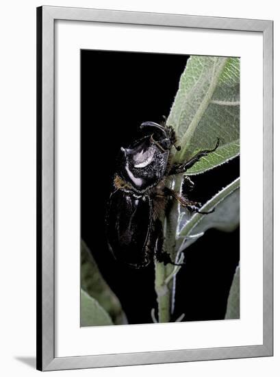 Oryctes Nasicornis (Rhinoceros Beetle) - Male-Paul Starosta-Framed Photographic Print