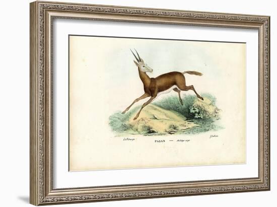 Oryx, 1863-79-Raimundo Petraroja-Framed Giclee Print