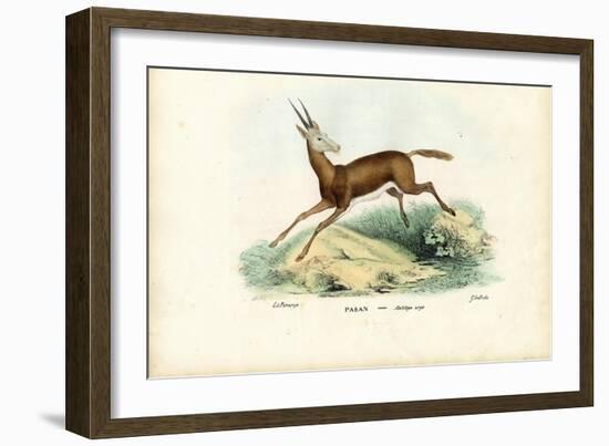 Oryx, 1863-79-Raimundo Petraroja-Framed Giclee Print