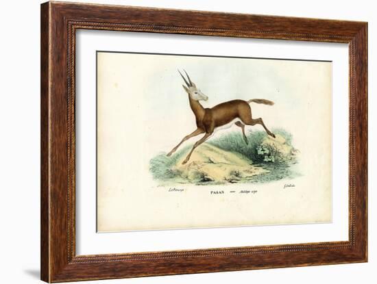 Oryx, 1863-79-Raimundo Petraroja-Framed Giclee Print