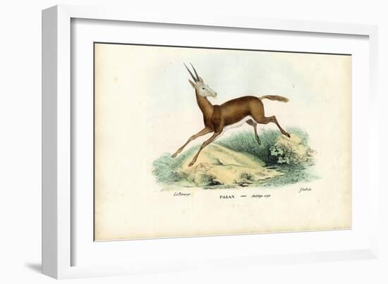 Oryx, 1863-79-Raimundo Petraroja-Framed Giclee Print