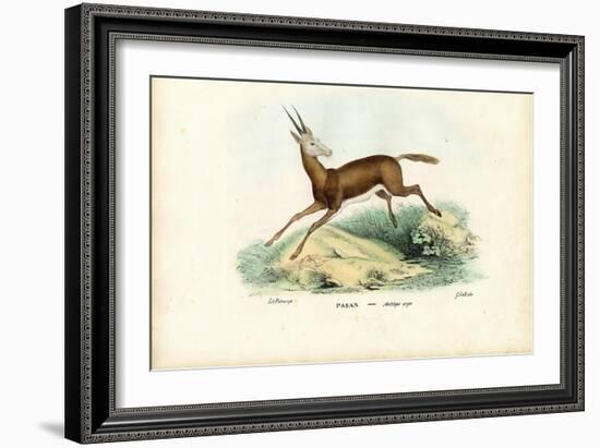 Oryx, 1863-79-Raimundo Petraroja-Framed Giclee Print