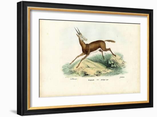 Oryx, 1863-79-Raimundo Petraroja-Framed Giclee Print