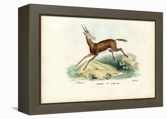 Oryx, 1863-79-Raimundo Petraroja-Framed Premier Image Canvas