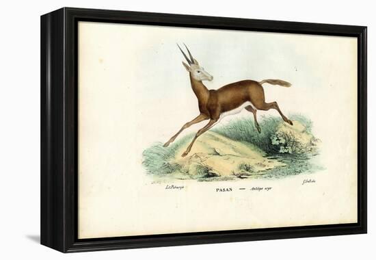 Oryx, 1863-79-Raimundo Petraroja-Framed Premier Image Canvas