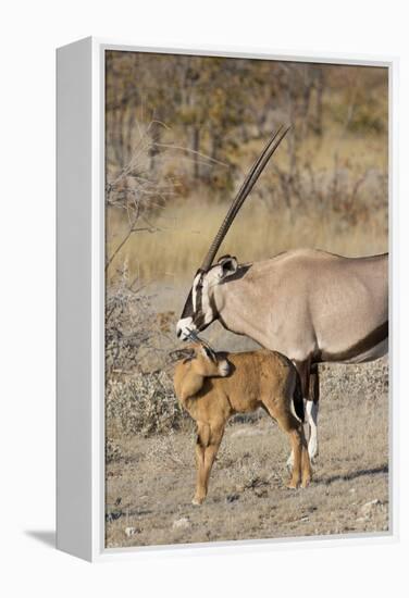 Oryx and young Etosha National Park, Namibia-Darrell Gulin-Framed Premier Image Canvas