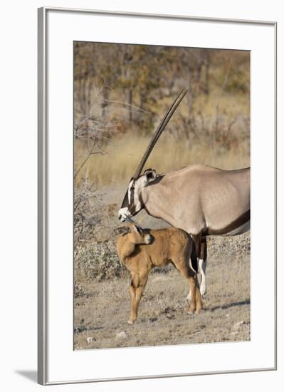 Oryx and young Etosha National Park, Namibia-Darrell Gulin-Framed Photographic Print