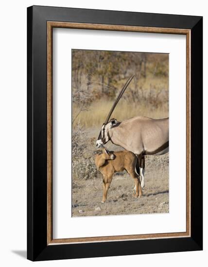 Oryx and young Etosha National Park, Namibia-Darrell Gulin-Framed Photographic Print