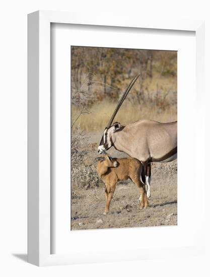 Oryx and young Etosha National Park, Namibia-Darrell Gulin-Framed Photographic Print