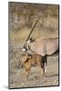 Oryx and young Etosha National Park, Namibia-Darrell Gulin-Mounted Photographic Print