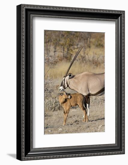 Oryx and young Etosha National Park, Namibia-Darrell Gulin-Framed Photographic Print