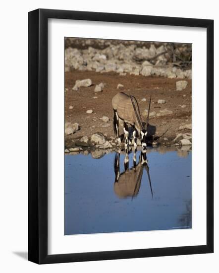 Oryx at Waterhole, Namibia, Africa-I Vanderharst-Framed Photographic Print