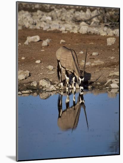 Oryx at Waterhole, Namibia, Africa-I Vanderharst-Mounted Photographic Print
