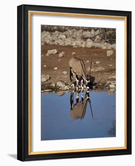 Oryx at Waterhole, Namibia, Africa-I Vanderharst-Framed Photographic Print