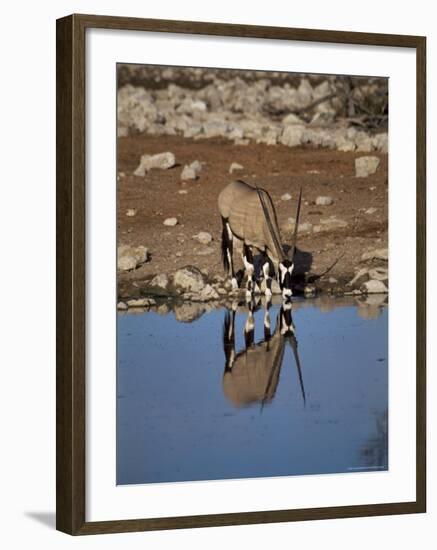 Oryx at Waterhole, Namibia, Africa-I Vanderharst-Framed Photographic Print