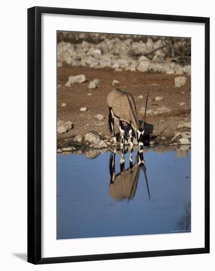 Oryx at Waterhole, Namibia, Africa-I Vanderharst-Framed Photographic Print