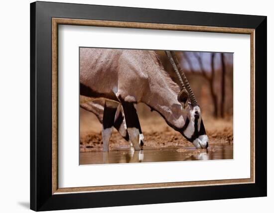 Oryx Drinking, Mount Etjo, 2019,-Eric Meyer-Framed Photographic Print