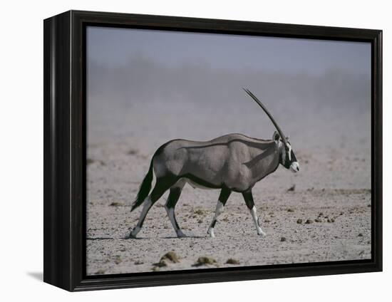 Oryx Gazella Beisa-DLILLC-Framed Premier Image Canvas