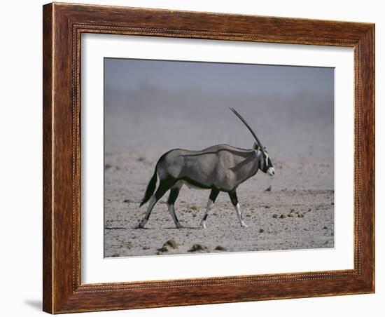 Oryx Gazella Beisa-DLILLC-Framed Photographic Print