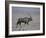 Oryx Gazella Beisa-DLILLC-Framed Photographic Print