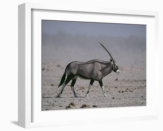 Oryx Gazella Beisa-DLILLC-Framed Photographic Print